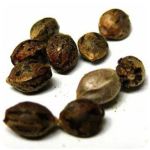 Семена марихуаны АК-47  (Seeds AK-47) в Крымске